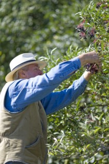 Farmer picking elderberry beer