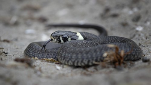 Grass snake