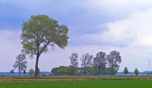 Dike hinterland in Neuenkirchen