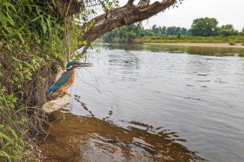 Common kingfisher