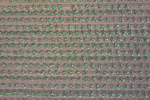 Aerial view over white cabbage field showing rows of Dutch cabbages
