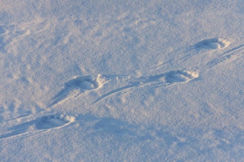 Polar bear
