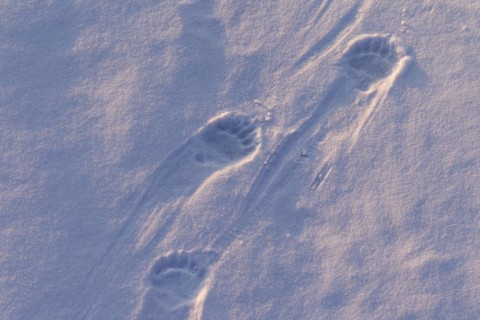 Polar bear