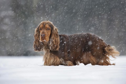 English Cocker Spaniel dog in the snow during snowfall in winter