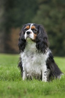 Cavalier King Charles Spaniel in garden