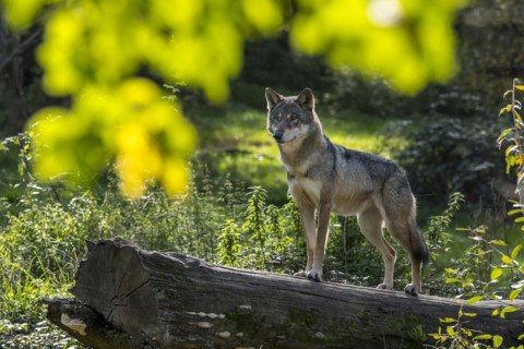 Skinny solitary Eurasian wolf