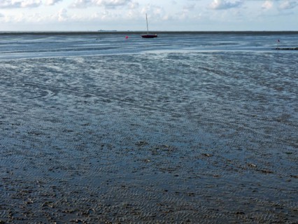 In the mudflats
