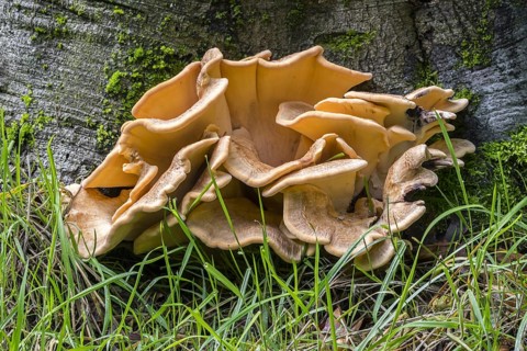 Giant polypore