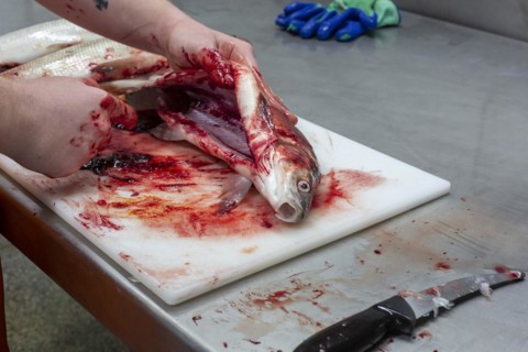 Whitefish are gutted at the Bay Port Fish Company
