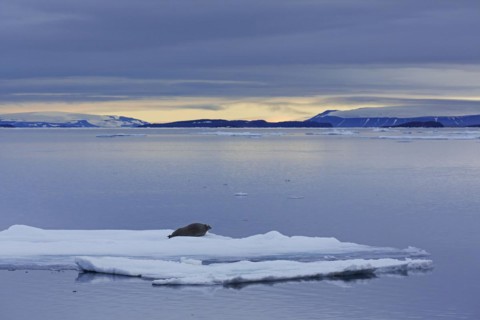 Bearded seal