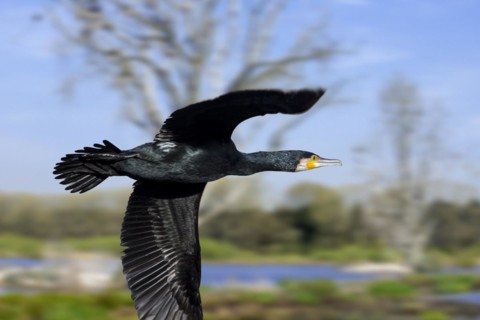 Great cormorant