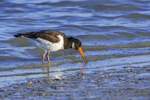 Common pied oystercatcher