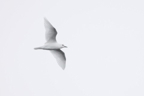 Ivory gull