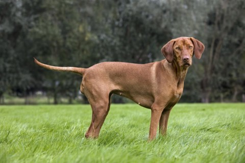 Vizsla hunting dog