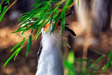 Secretary bird