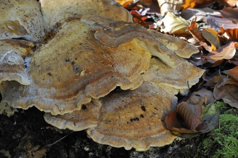 Giant polypore bracket fungus