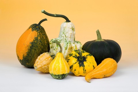 Pumpkin still life