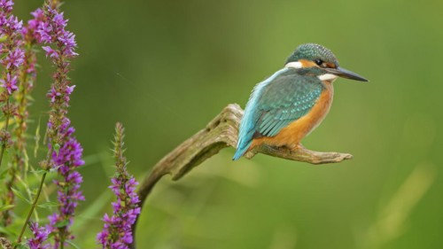 Common kingfisher