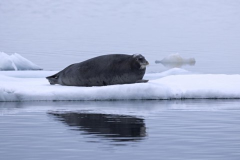 Bearded seal
