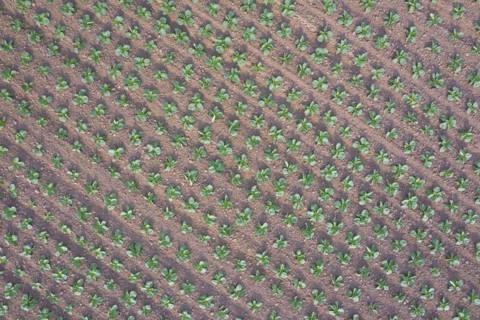 Aerial view over white cabbage field showing rows of Dutch cabbages