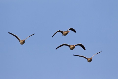 Greylag goose