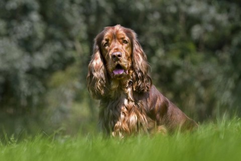 English Cocker Spaniel portrait in garden