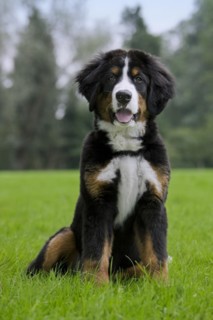 Bernese Mountain Dog