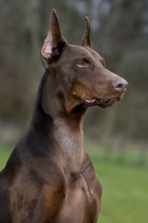 Close-up of Doberman Pinscher
