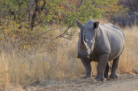 White rhinoceros