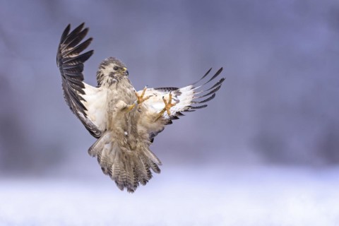 Common steppe buzzard
