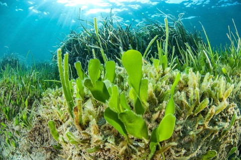 Green alga Caulerpa prolifera and Halophila stipulacea seagrass