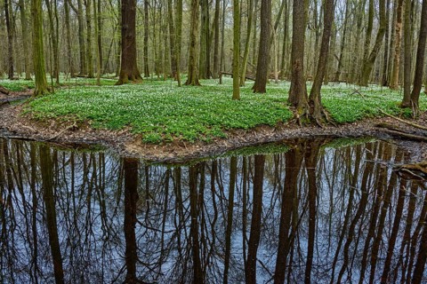 The Lasker Auenwald nature reserve in the Sorbian settlement area in spring