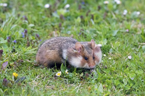 European hamster
