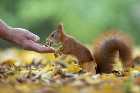 Eurasian red squirrels