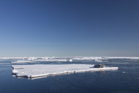 Bearded seal