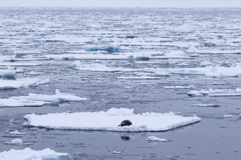 Bearded seal