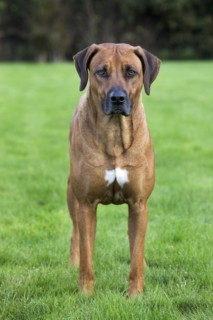 Rhodesian Ridgeback