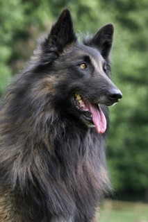 Belgian Shepherd Tervuren