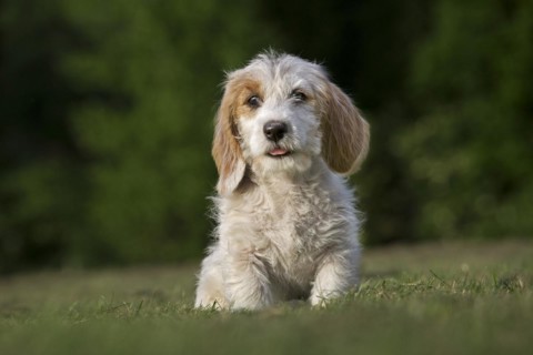 Basset griffon vendeen