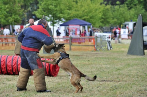 Military attack dog