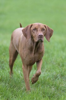 Hungarian Vizsla