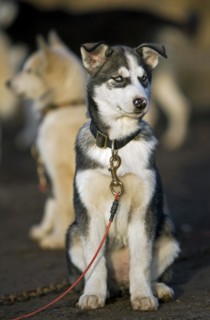 Husky dog