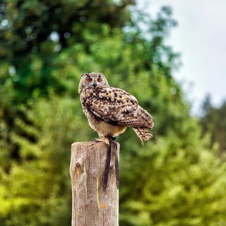 Eurasian eagle-owl