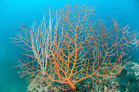 Orange gorgonian Leptogorgia sarmentosa