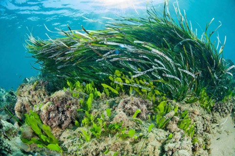 Posidonia oceanica