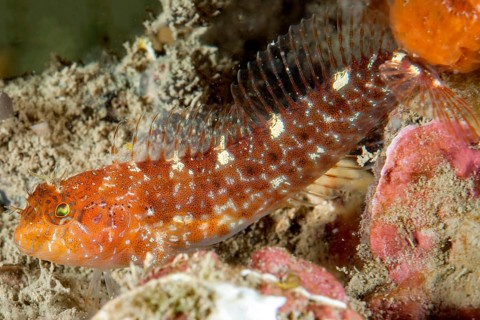 Zvonimir's blenny