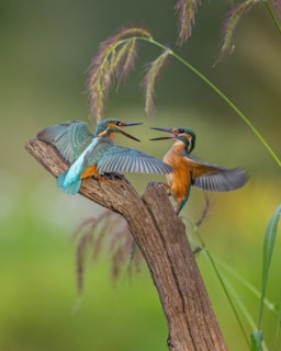 Common kingfisher