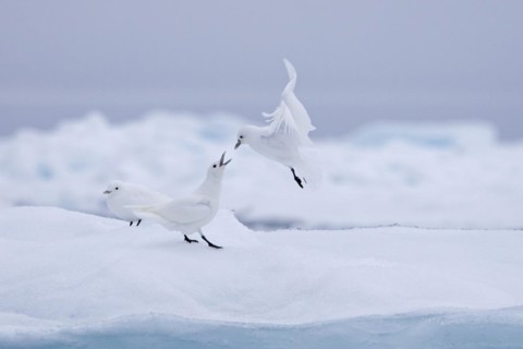 Three ivory gulls