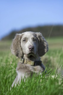 Weimaraner