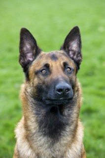 Belgian Shepherd Dog